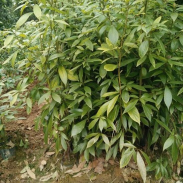 金丝楠木苗60～80CM