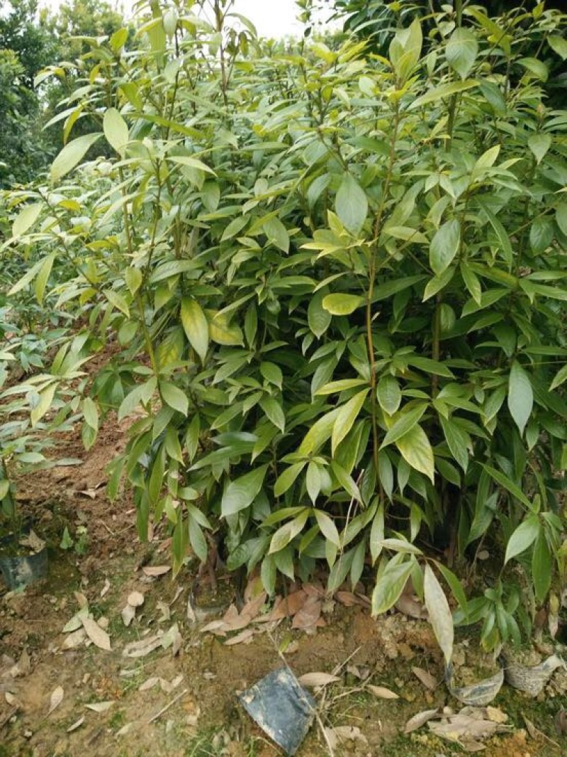 金丝楠木苗60～80CM