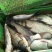 河鲤鱼食用1~2公斤