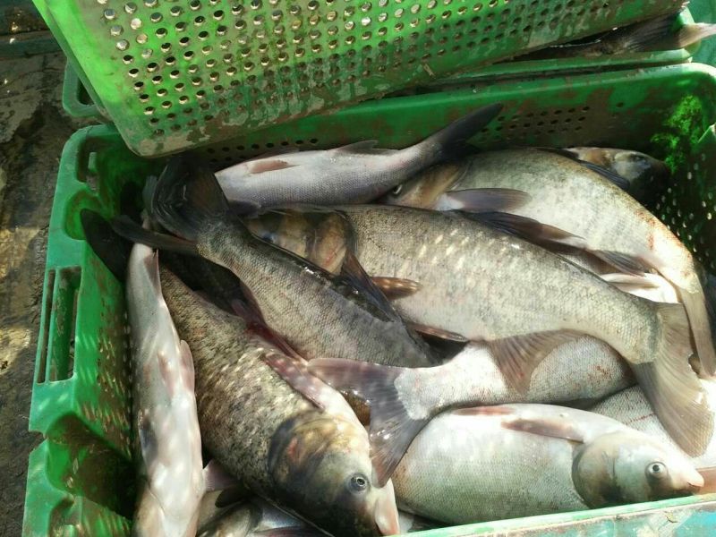 河鲤鱼食用1~2公斤