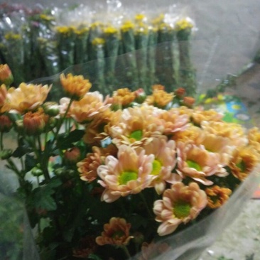 白菊花50~80cm