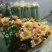 白菊花50~80cm