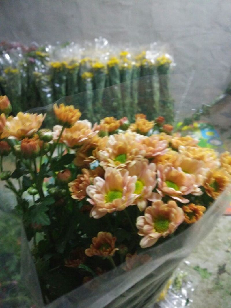 白菊花50~80cm