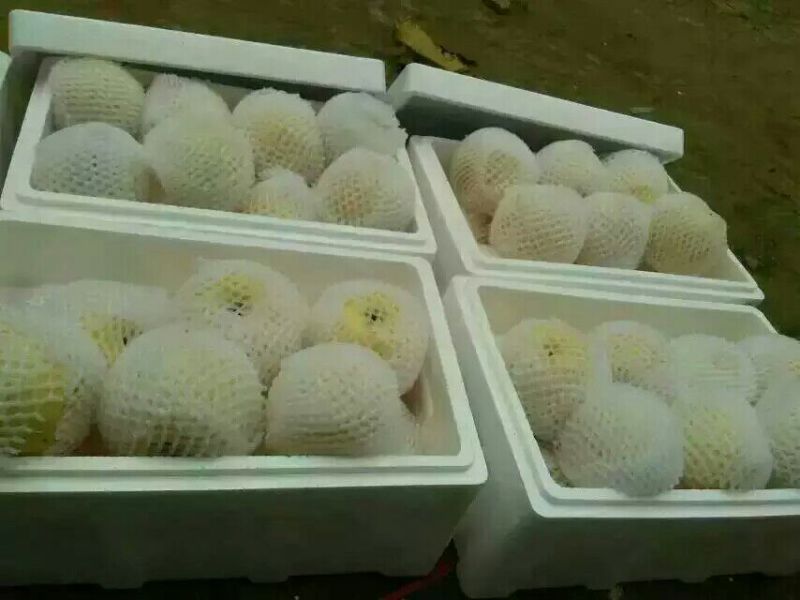 梨300~350g纸袋