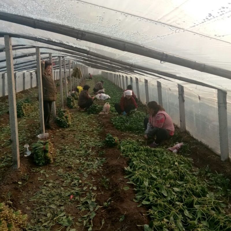 菠菜产地直发，质优价廉货源充足量大从优欢迎采购