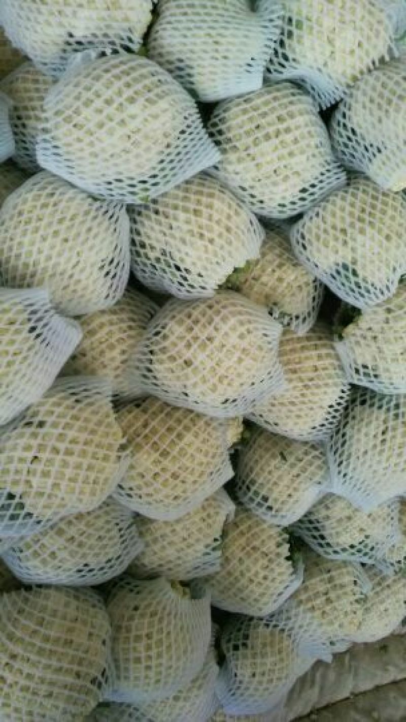 河北永年精品菜花大量供应中2斤紧密乳白