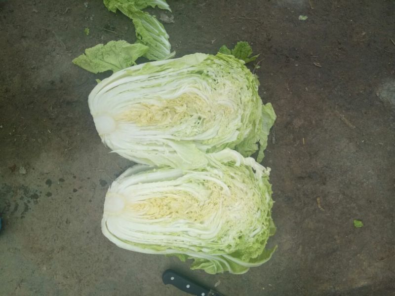 大白菜4~6斤