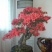 映山红5~10cm