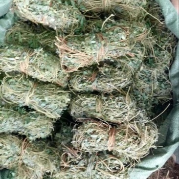 鸡骨草野生鸡骨草，带叶子。