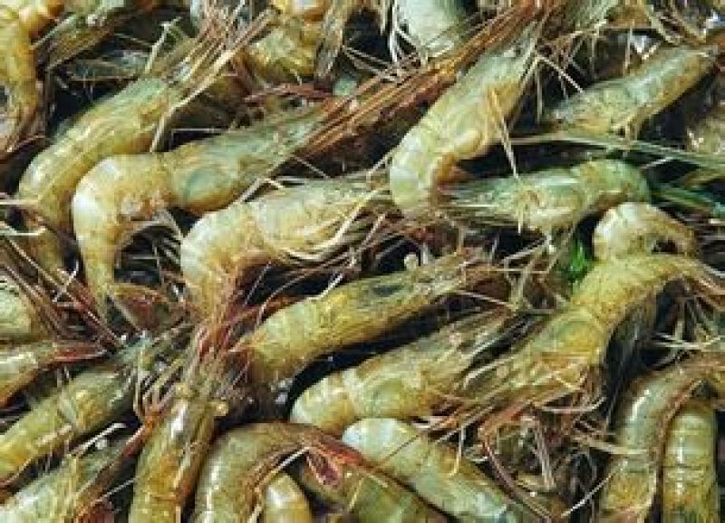 河虾冰鲜虾26~30只/kg