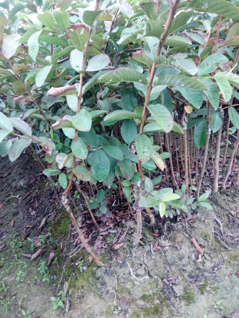 西瓜番石榴苗30~50cm