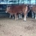 鲁西黄牛100~200kg