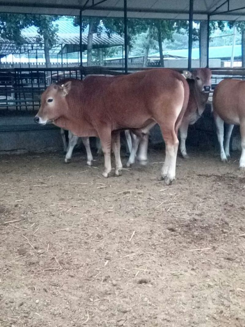鲁西黄牛100~200kg