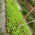 菜苔