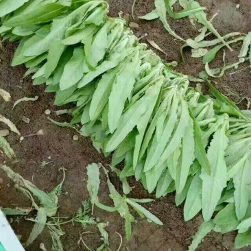 油麦菜25~30厘米以上