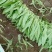 油麦菜25~30厘米以上