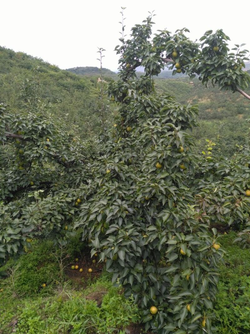 南果梨600g以上纸箱