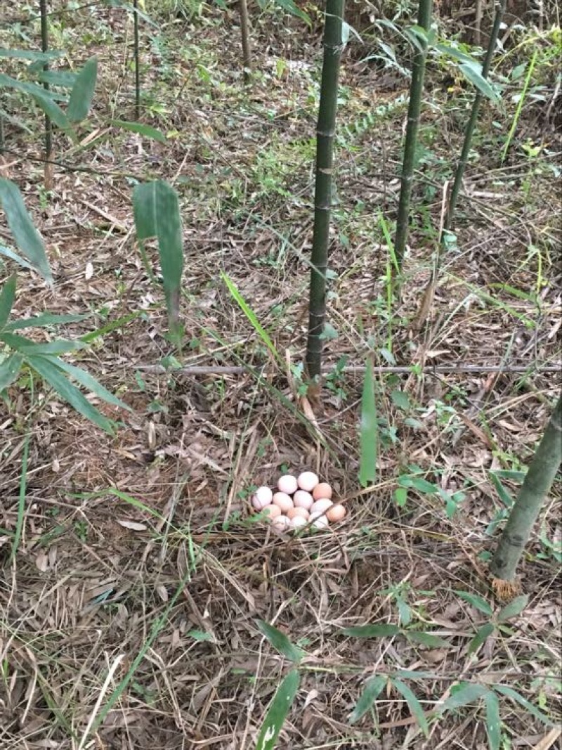 土鸡蛋