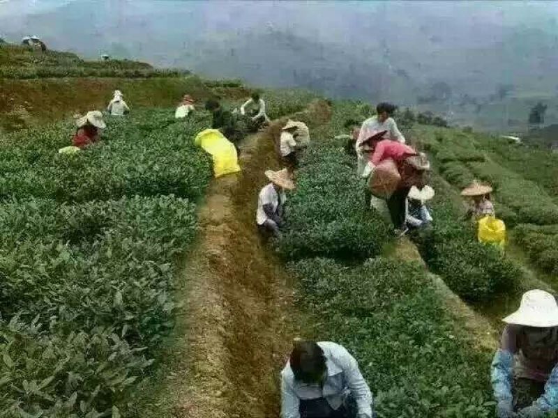观音茶一级