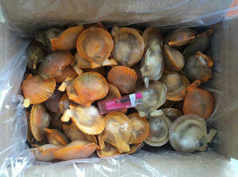 江门水产冻品副食批发市场虾夷扇贝 食用 冰冻