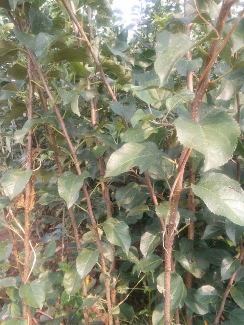 苹果树苗50~60cm，鲁丽苹果树苗，
