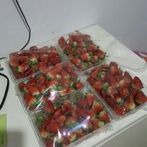 红颜草莓30克以上