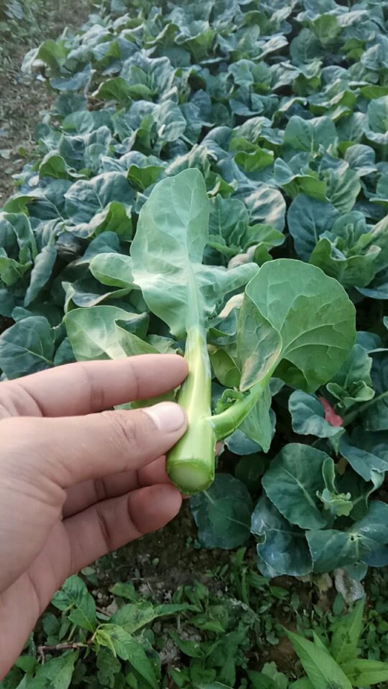 菜苔10~15厘米