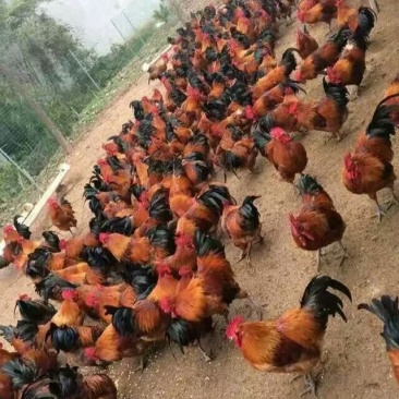 土鸡三黄鸡9月散养鸡笨鸡柴鸡走地鸡