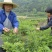 玫瑰花茶