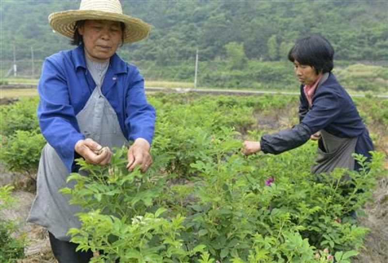玫瑰花茶