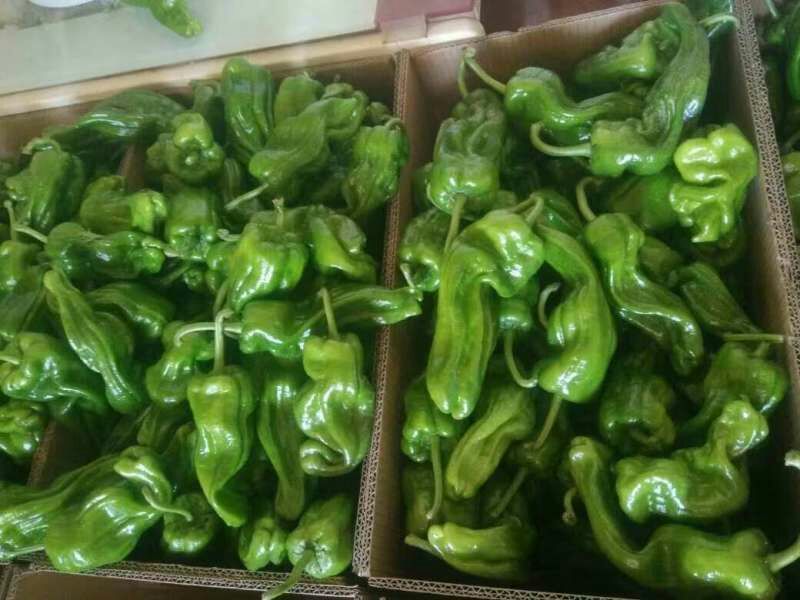 芜湖椒10~15厘米青
