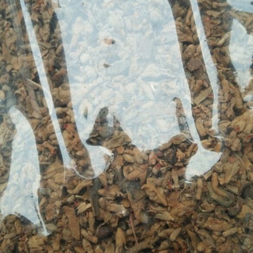 密蒙花各种中药材批发质量保证产地直销