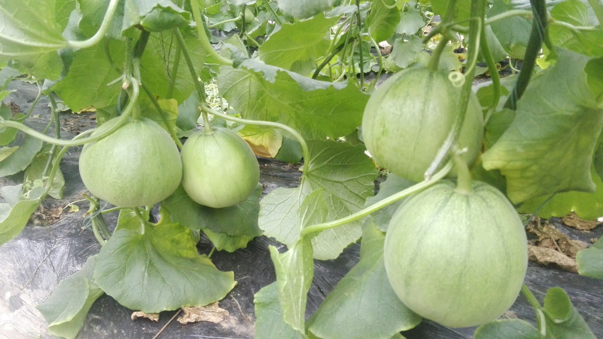 山东聊城市莘县绿宝甜瓜 0.5斤以上批发_魏建