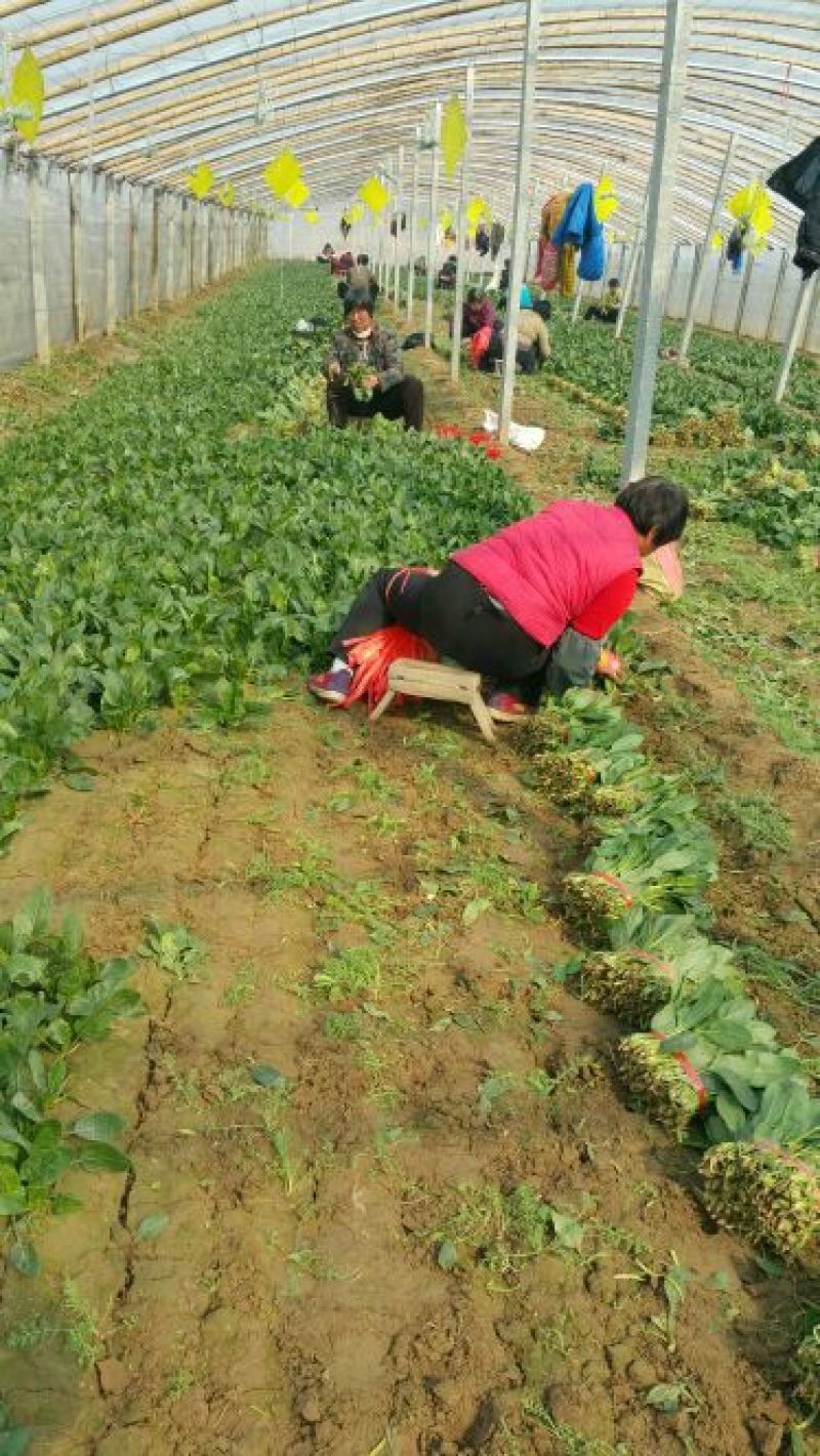 黑叶菠菜20~25厘米