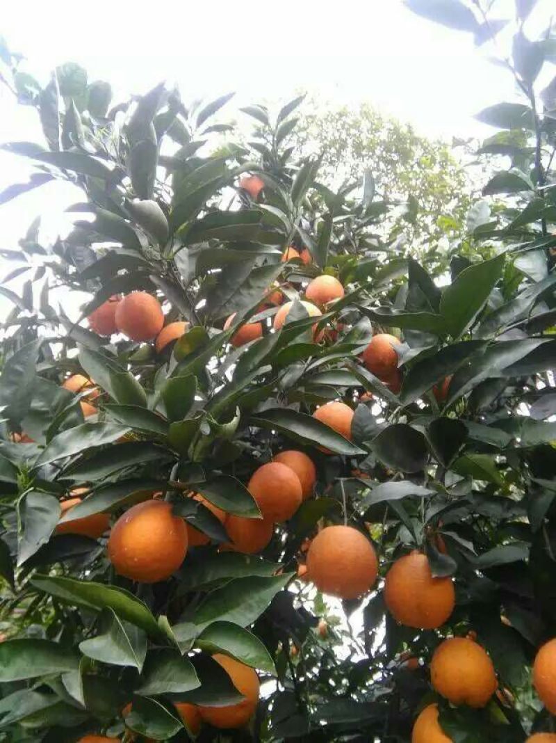夏橙