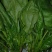 大叶菠菜15~20厘米