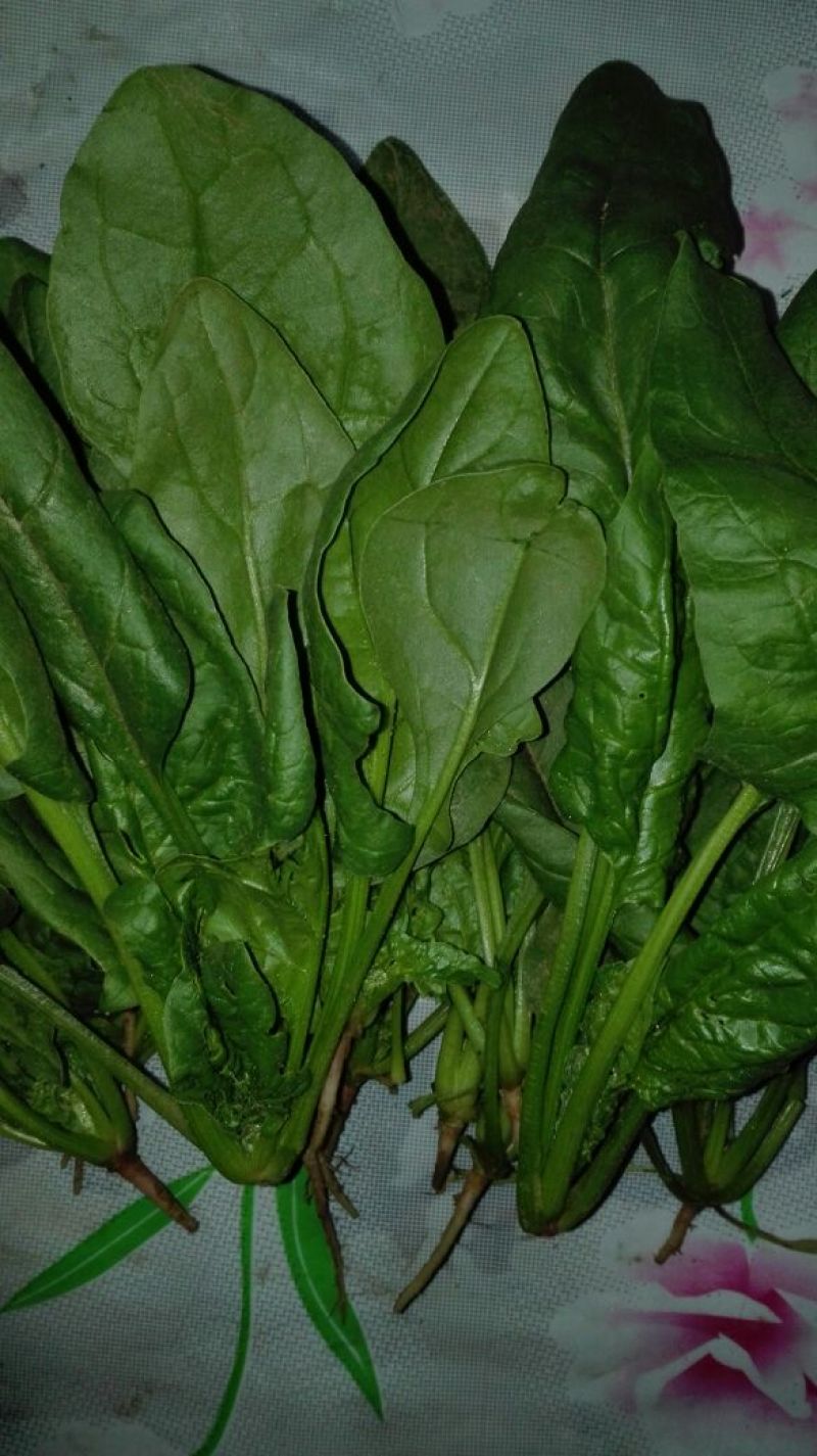 大叶菠菜15~20厘米