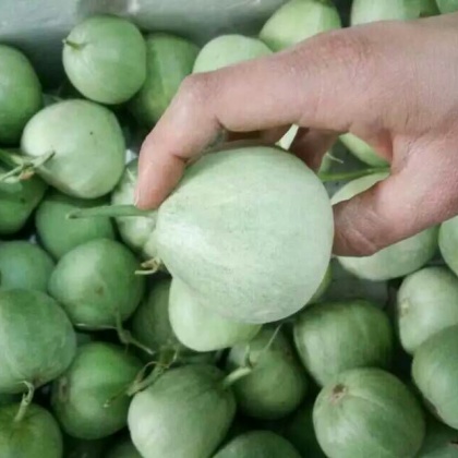 山东省莘县瓜果菌菜批发市场甜瓜 0.5斤以上批