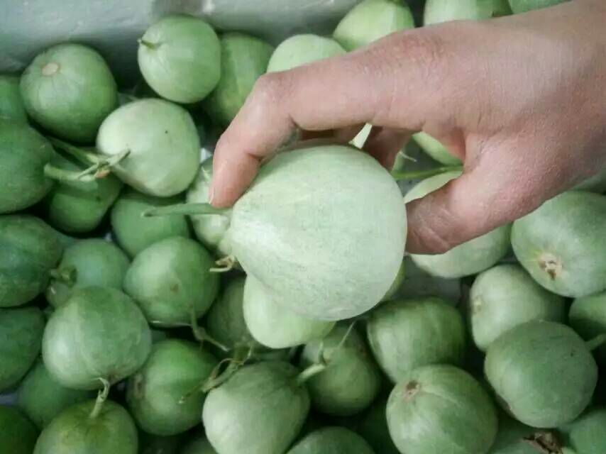 山东省莘县瓜果菌菜批发市场甜瓜 0.5斤以上批