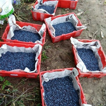 美登蓝莓鲜果4~6mm以上