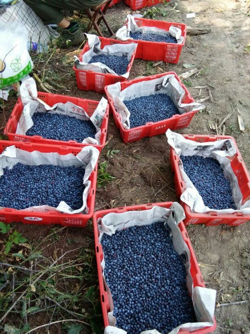 美登蓝莓鲜果4~6mm以上