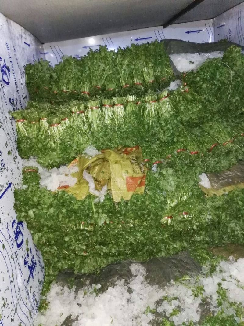 豆瓣菜