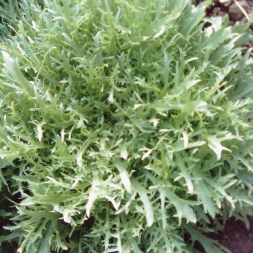 苦菊