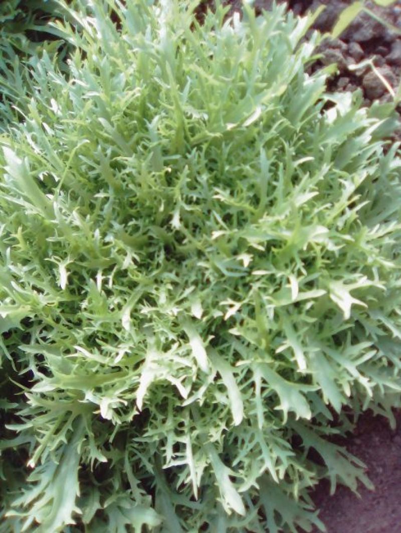 苦菊