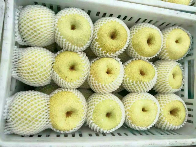 砀山梨300~350g光果