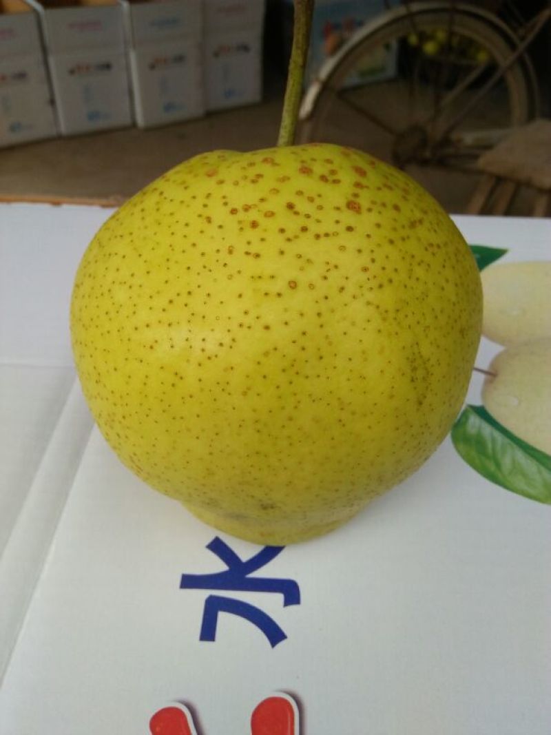 雪花梨350~400g纸袋
