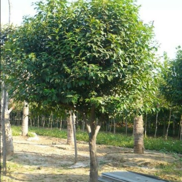 女贞10~12cm