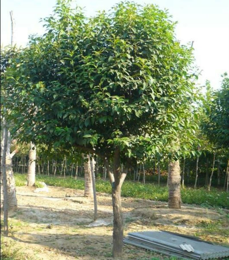 女贞10~12cm