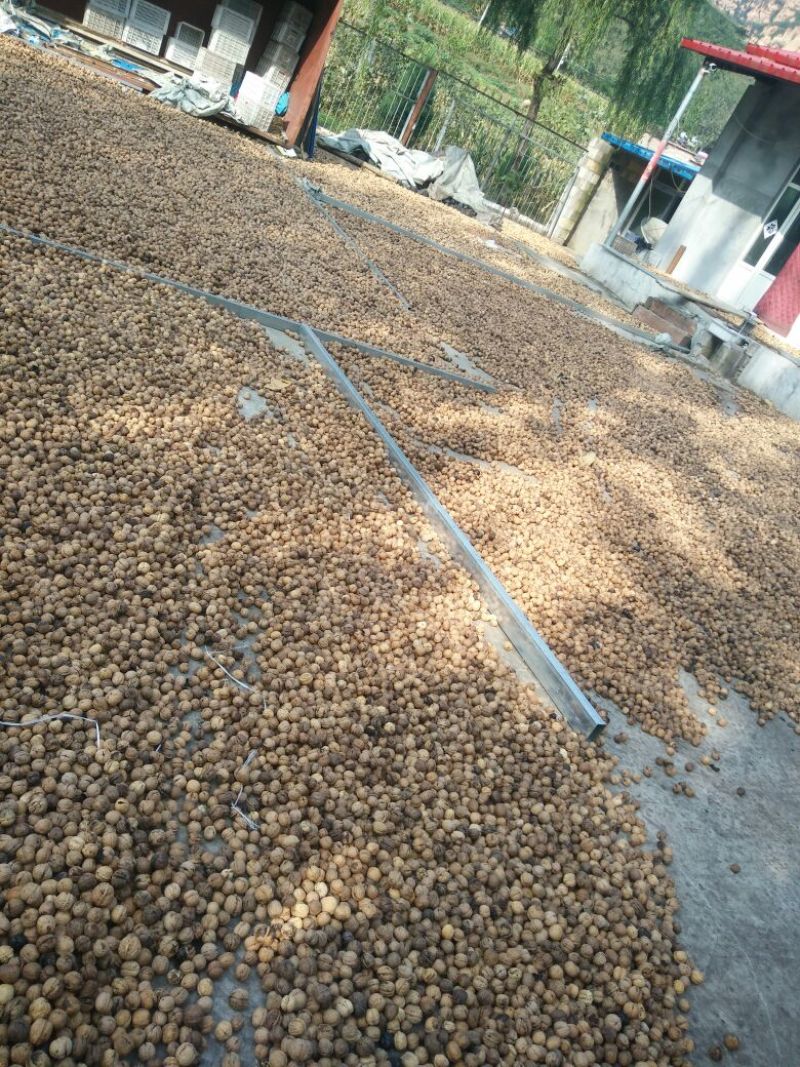 绵核桃30mm以上去皮
