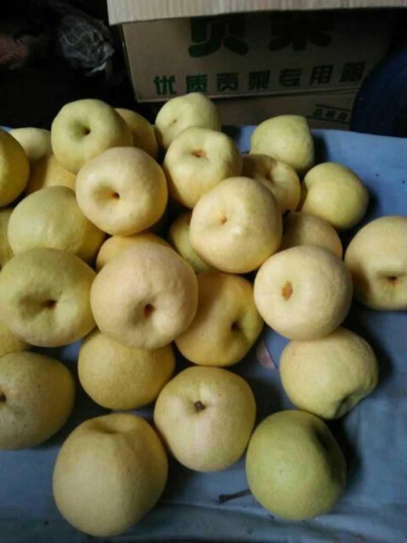 贡梨纸袋酥梨需要的联系，个头均匀，口感好抓紧时间联系